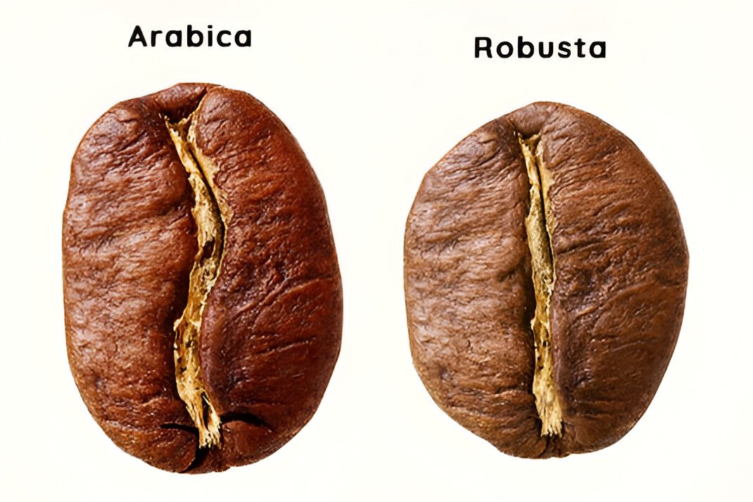 Elegir el grano de café perfecto Granos de Café Arábica